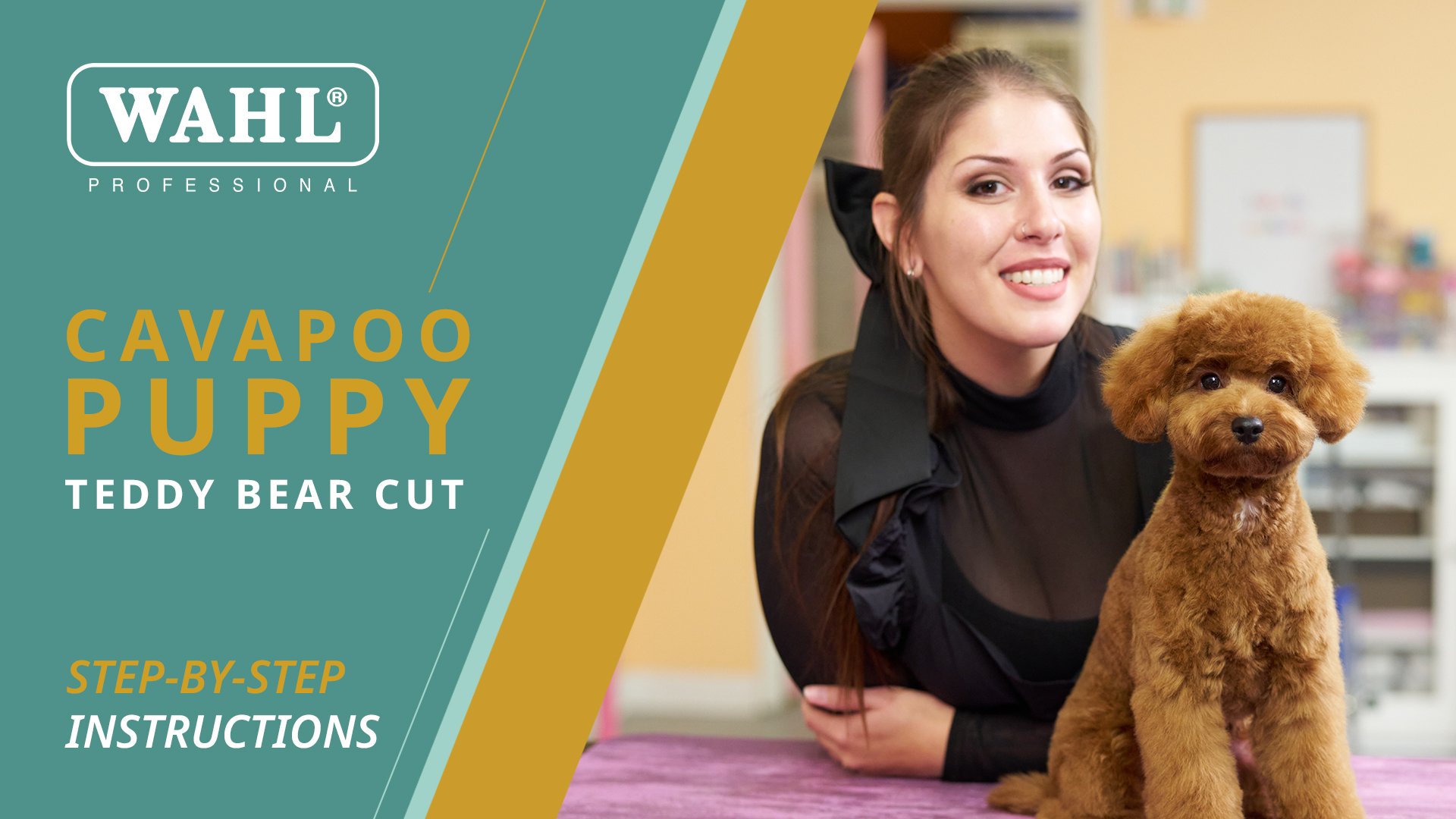 Cavapoo-Puppy-Teddy-Bear-Cut-Final 1